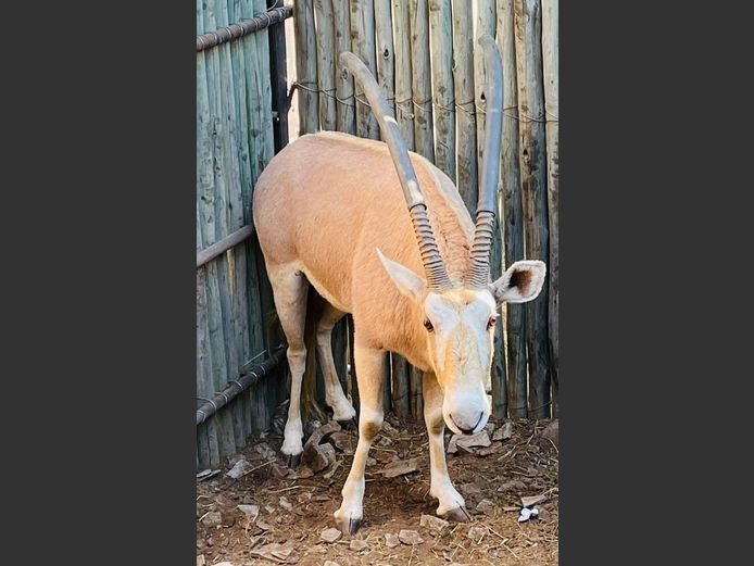 Goue Gemsbok Bul