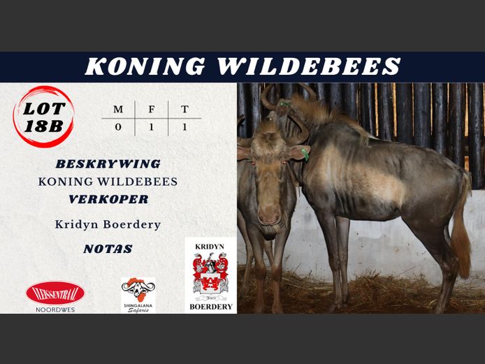 KONING WILDEBEES