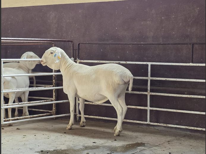 139 23 0377 | MNR. PR WIESE H/A BULBERG BDY