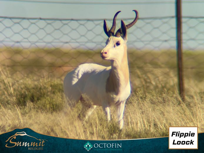 BOTTERKOP KING SPRINGBOK RAM