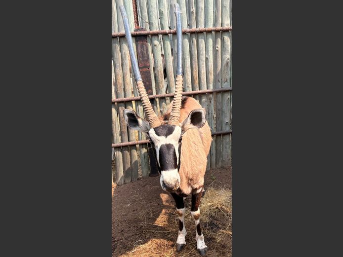 Gemsbok Bul