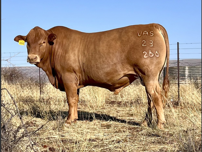 VAS230266 | WOLHAARKOP TULI`S