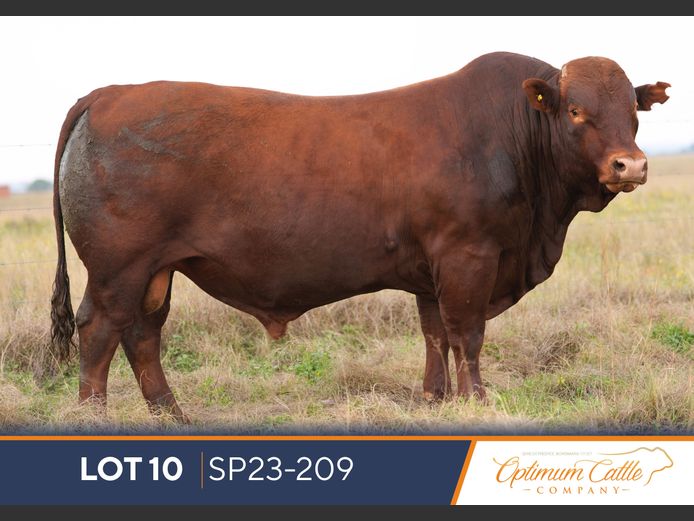 SP230209 HH(c) | OPTIMUM BONSMARA