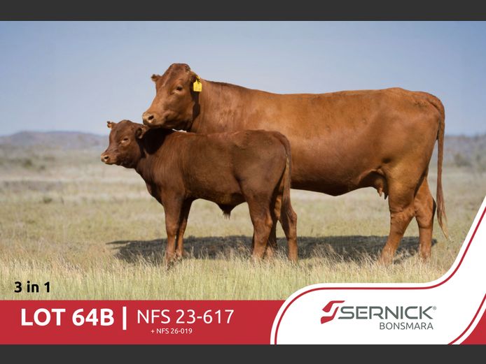 NFS 230617 | SERNICK BONSMARA STOET