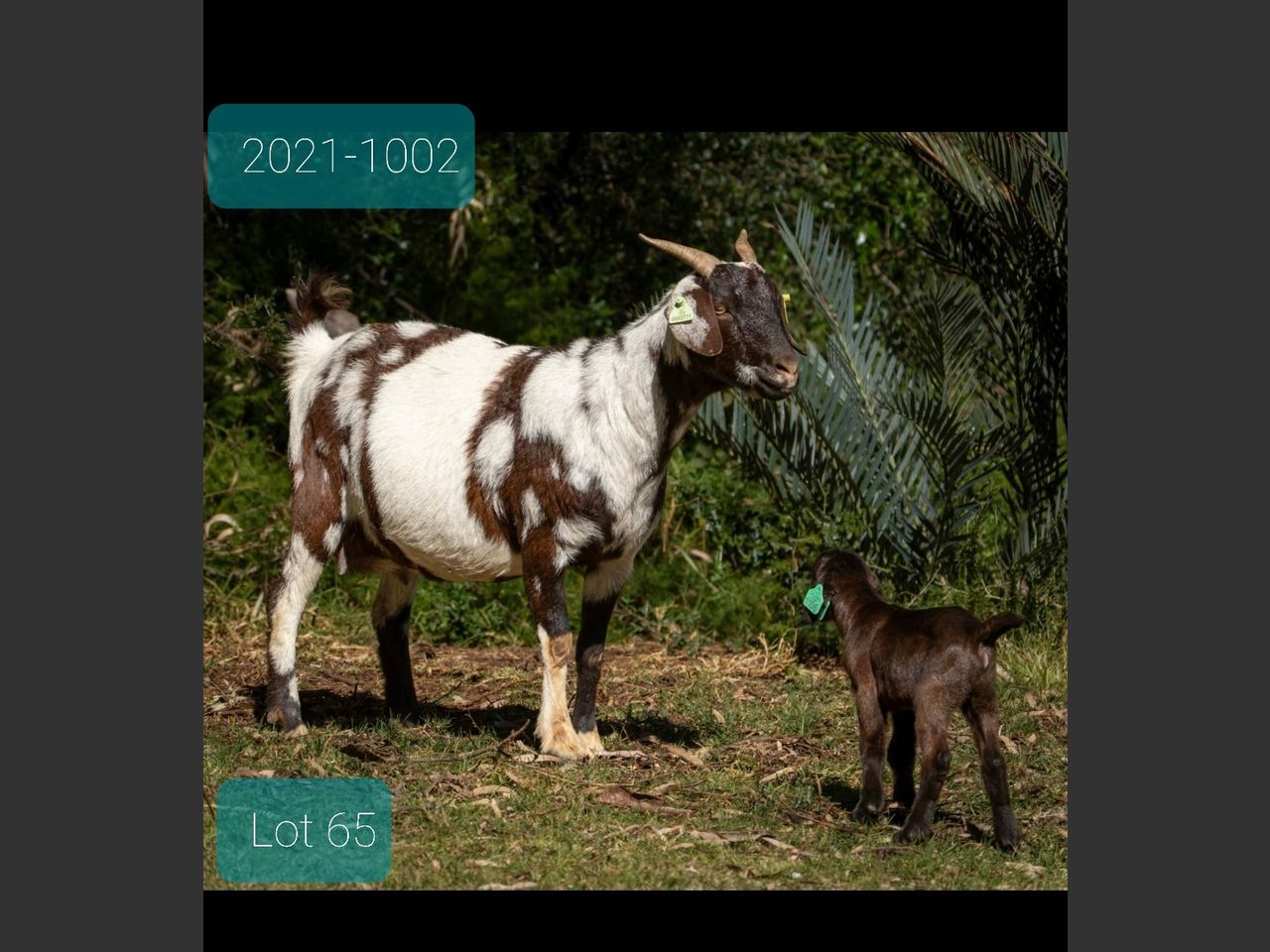 images