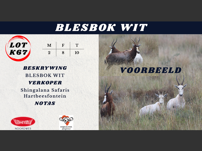 BLESBOK WIT