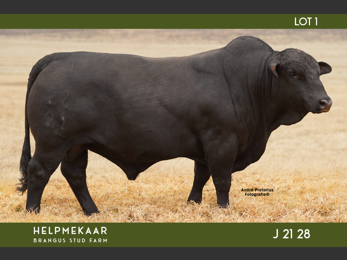 J2128 | CAMPHER, DR. EJ