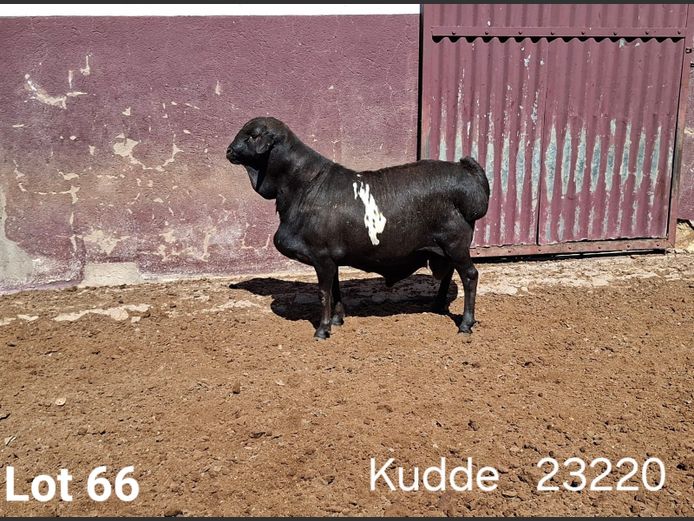 23220 | KASTEEL PERSIE RAMME