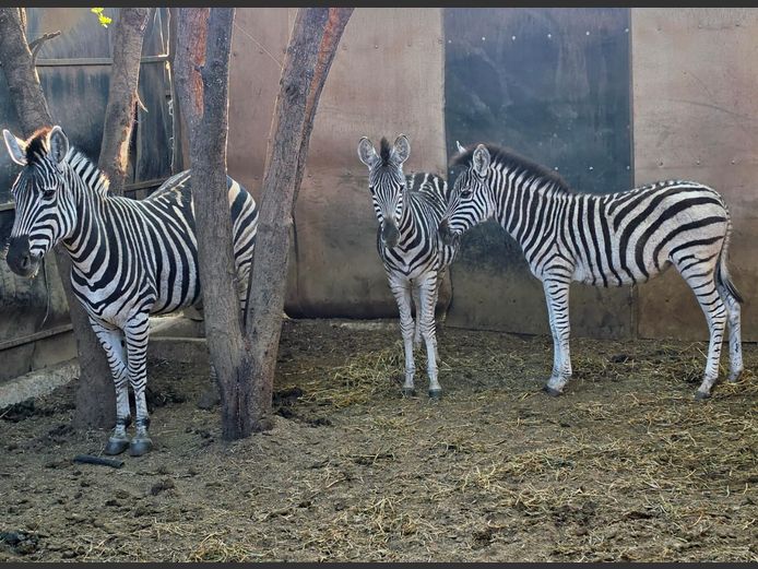 ZEBRA | NYLSVLEI GAME