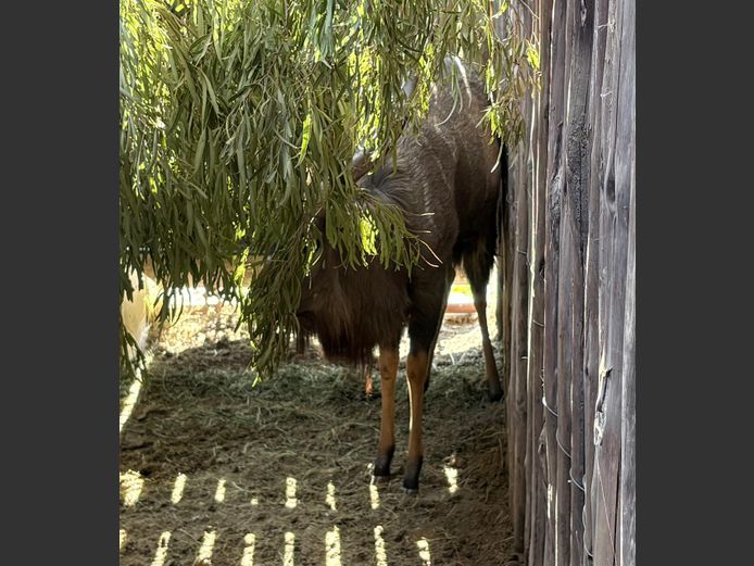 Nyala Bul (Jonk)