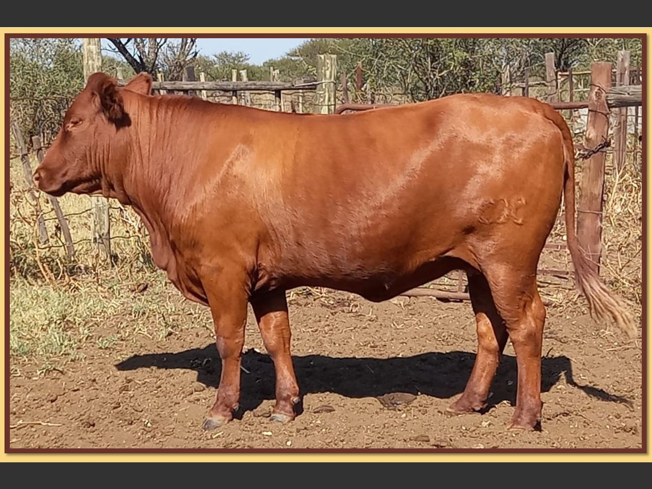 Lot 37 BRISTOW BONSMARA 51ST ANNUAL PRODUCTION SALE SwiftVEE Livestock & Cattle cast