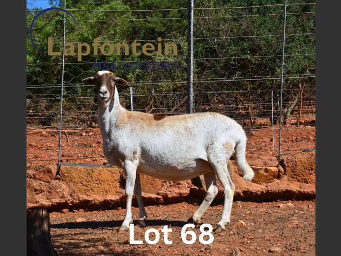 19-088 | Lapfontein Meatmasters