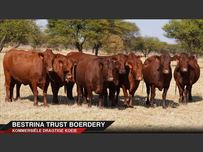 Commercial Animals | Langkloof Bonsmaras - Alma

