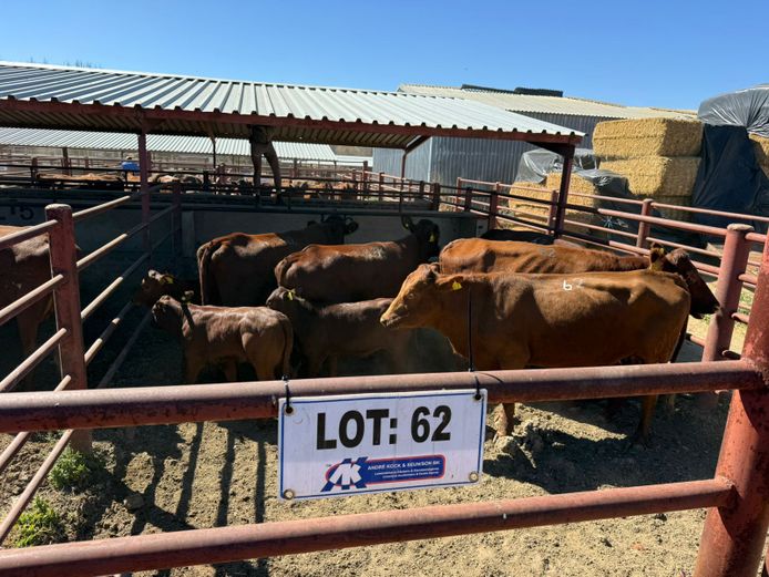 Commercial Animals | Mac Farms