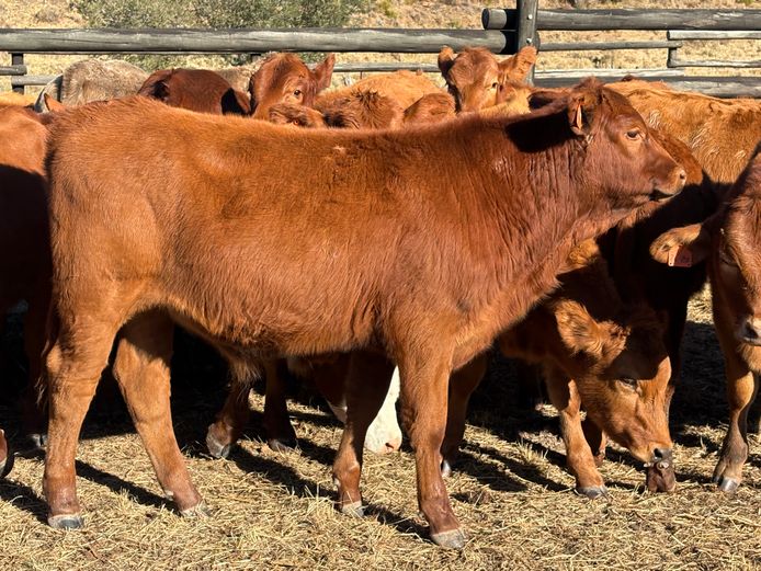 Intact Bull Calves | Sledmere Farms