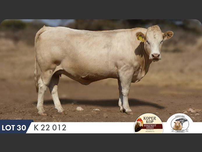 K220012 | KOPERKOP HUGENOOT STOET