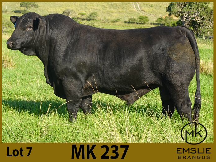 MK237 | EMSLIE A