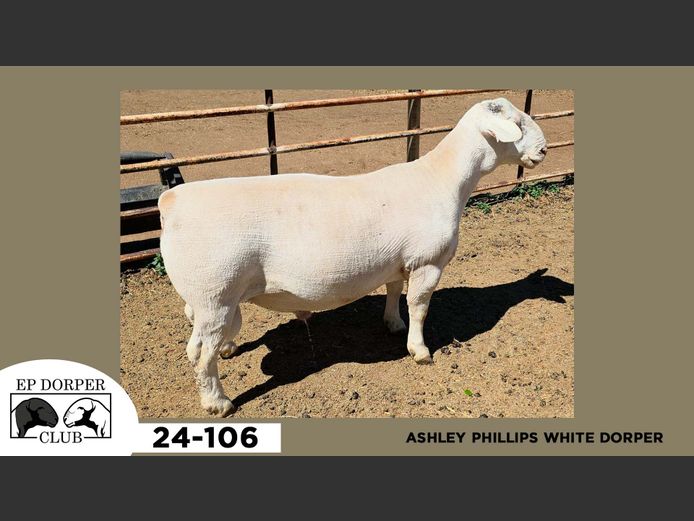 24-106  |  ASHLEY PHILLIPS
