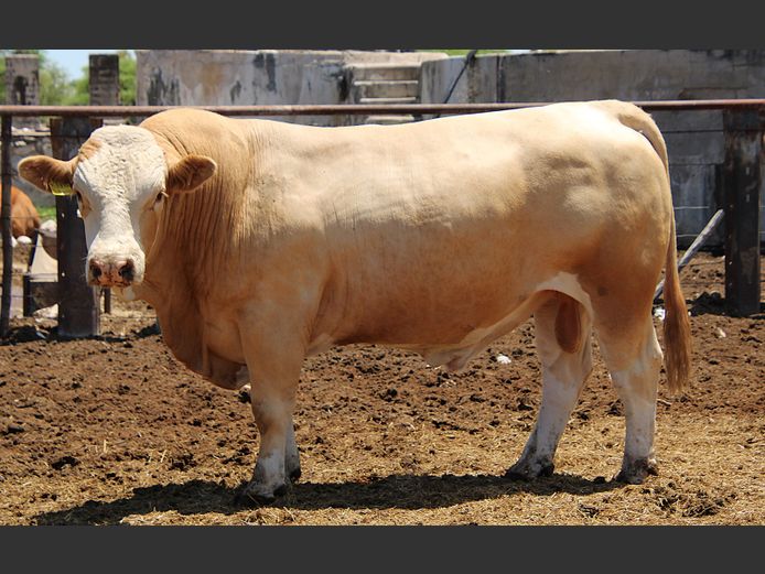 TG2294 | GÜNZEL SIMMENTALER