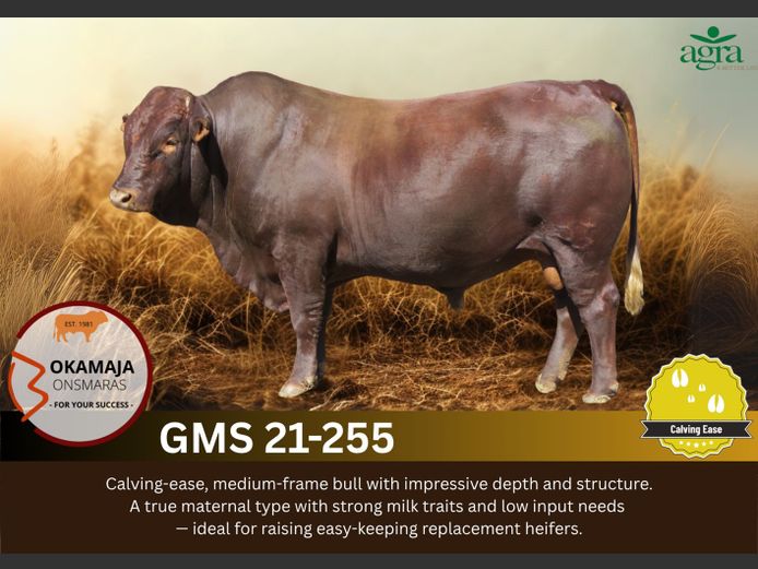 OKAMAJA BONSMARA | GMS 210255 HH(c)
