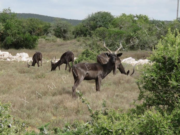 BLACK IMPALA TROPHY RAM | INYATHI