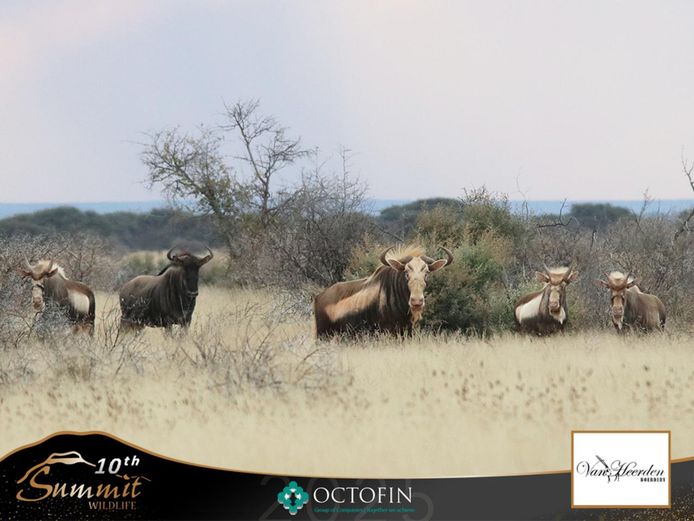 Split King Wildebeest Cows