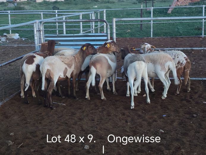 Kommersiële Diere | Dirk Steenkamp Meatmasters