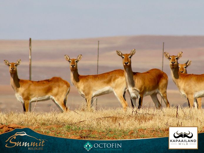 LECHWE EWES RW 29 4/8"+ BULLS