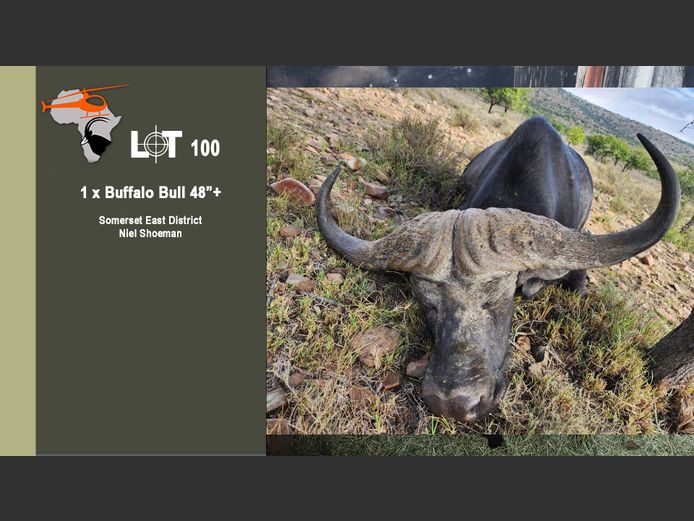 Buffalo