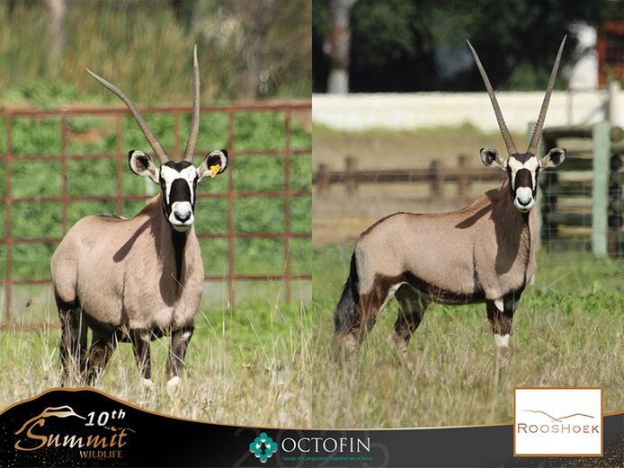 41"+ Oryx Cows ICT 44" Bull