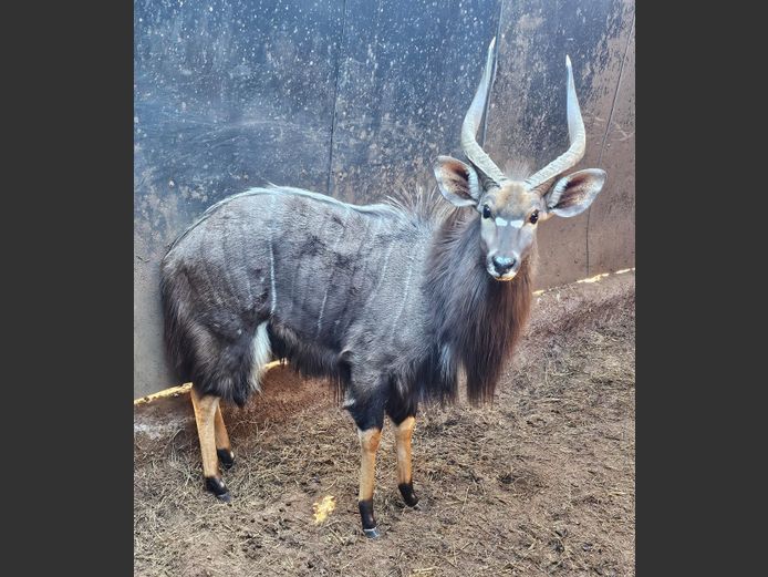 NYALA 24" | C2C