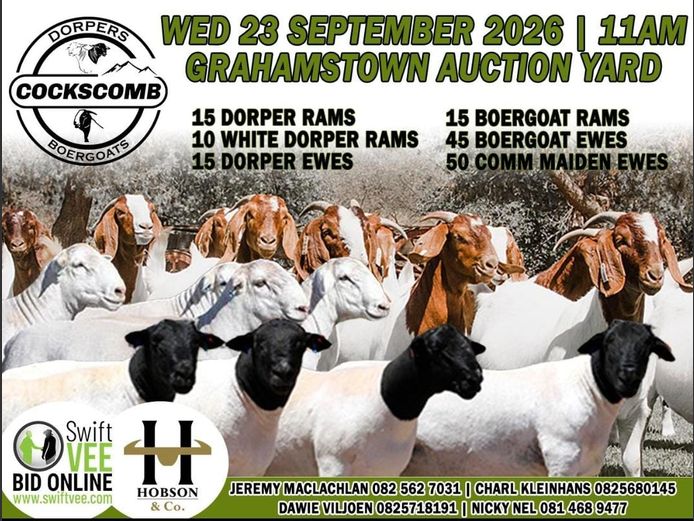 COCKSCOMB DORPER & BOERGOAT SALE