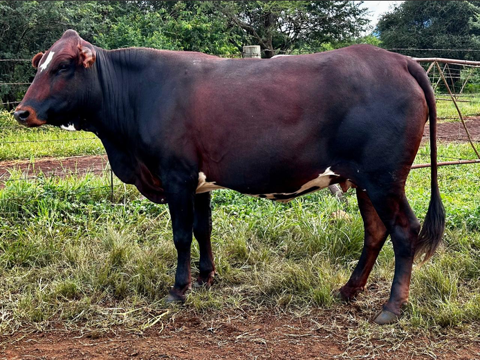 Commercial Animals | HZH NGUNI’S