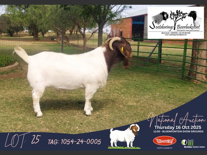1054-24-0005 | Albert van Zyl (Soetdorings Boerbokstoet)