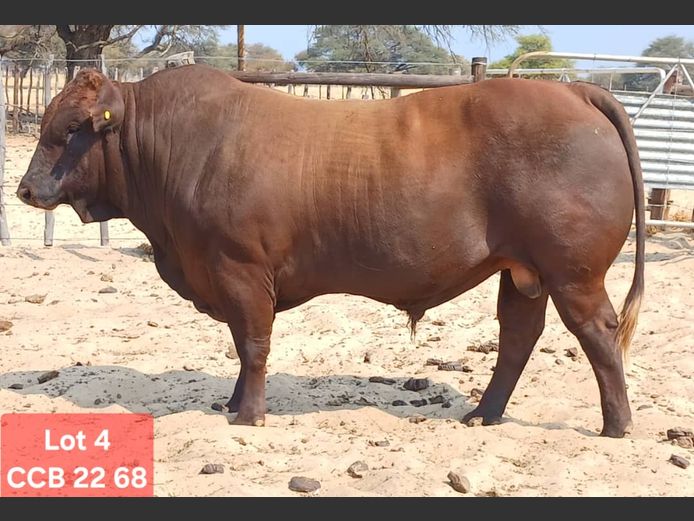 CCB220068HH(c) | CATTLE COUNTRY BONSMARAS
