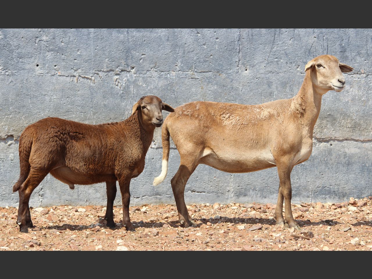 Lot 101A | KALAHARI KAROO MEATMASTER GROEP 38STE VEILING | SwiftVEE ...