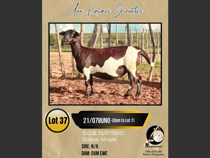 21/078UNO | UNO KAVARI GENETICS 