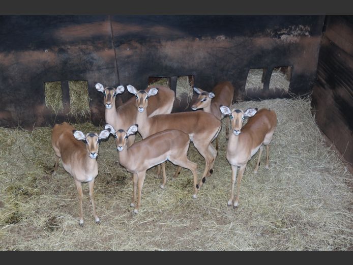 Rooibokke