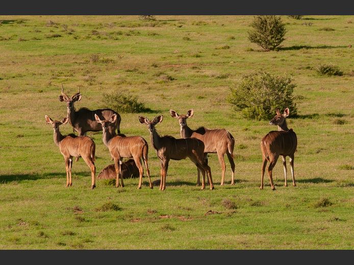 Kudu Mixed  | SANParks - Mokala National Park