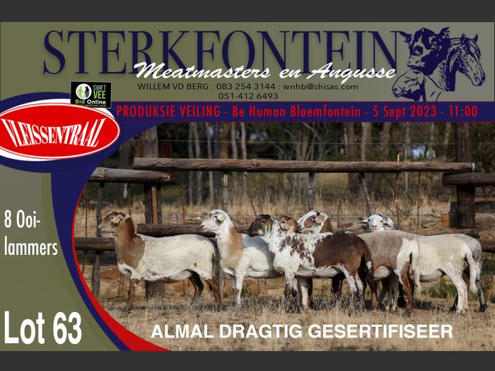 Ewes | Sterkfontein Meatmasters