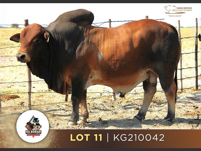 21-0042KG | GUNZEL BORANE