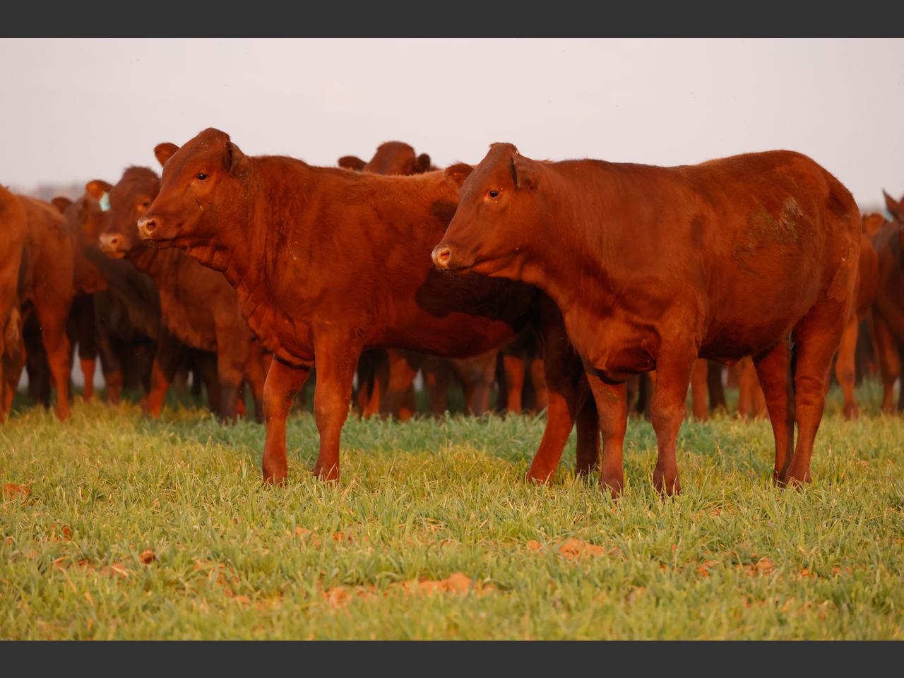 Lot 55 | PRESTIGE AANTEELVEILING | SwiftVEE | South Africa’s Leading ...