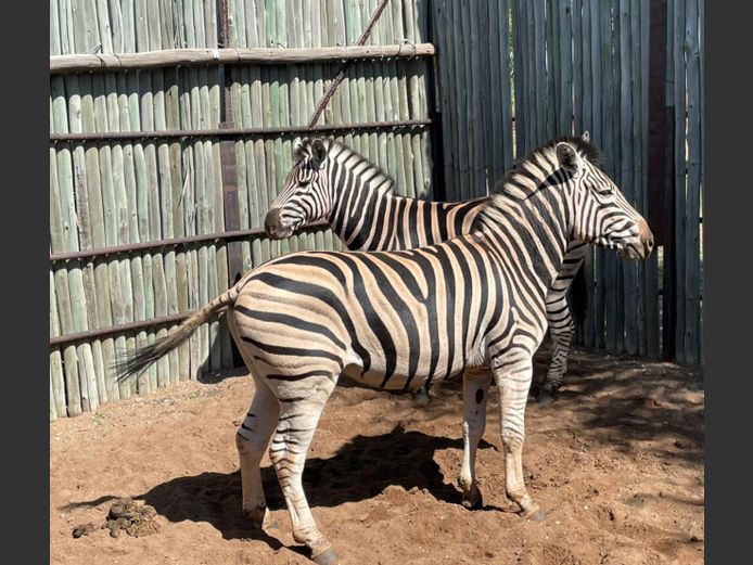 Zebra