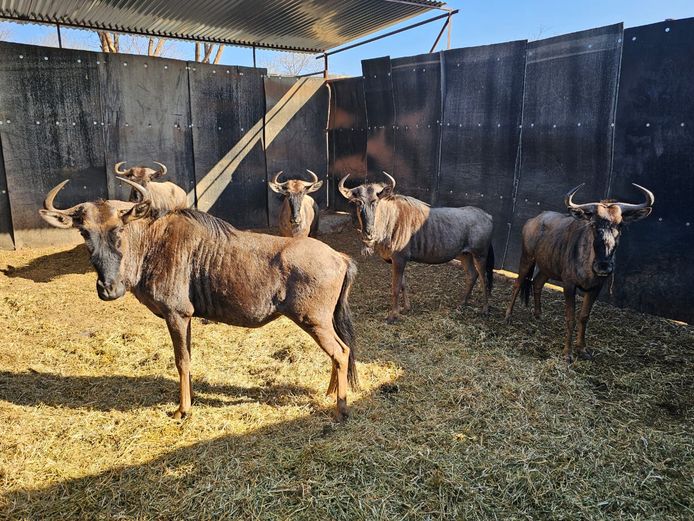 BLUE WILDEBEEST | ZEBULA