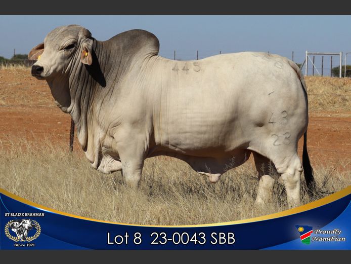 23-0043 SBB | ST BLAIZE BRAHMAN