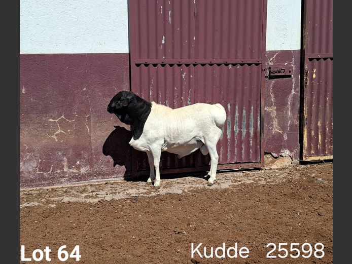 25598 | KASTEEL PERSIE RAMME