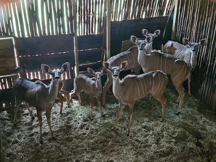 KOEDOE | LEGENDS / ENTABENI