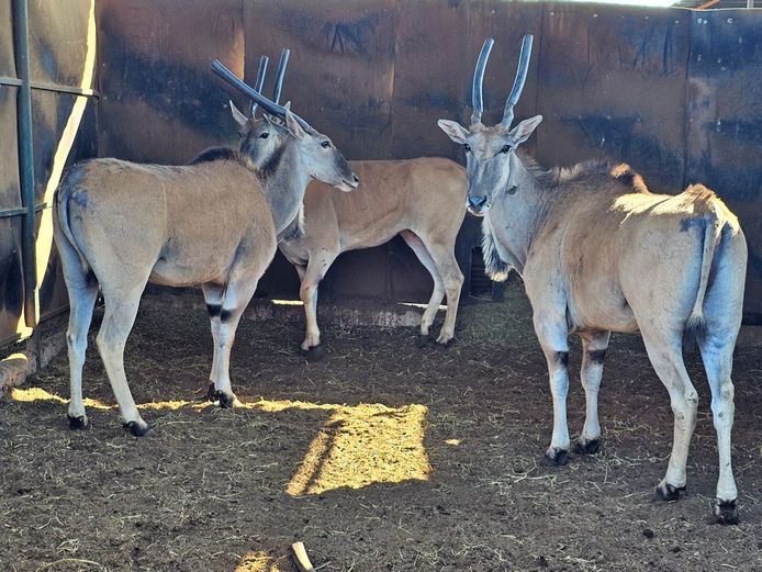 ELAND | HELICON