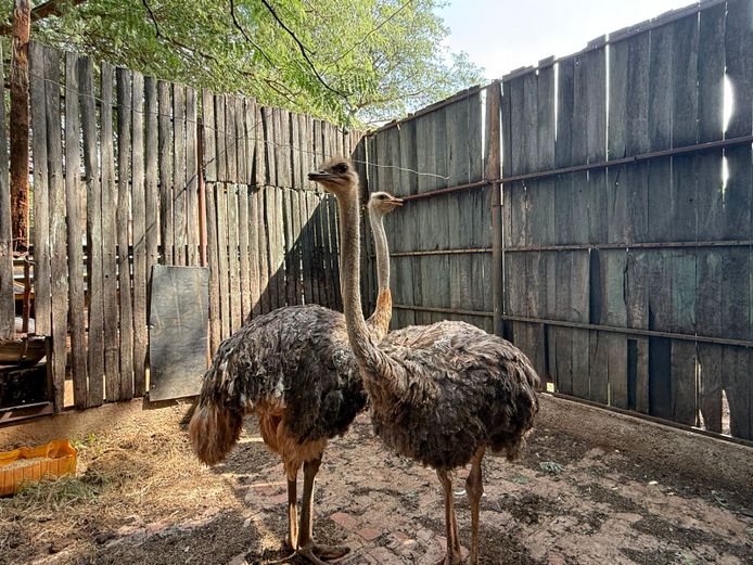 WHITE OSTRICHES | RHINO