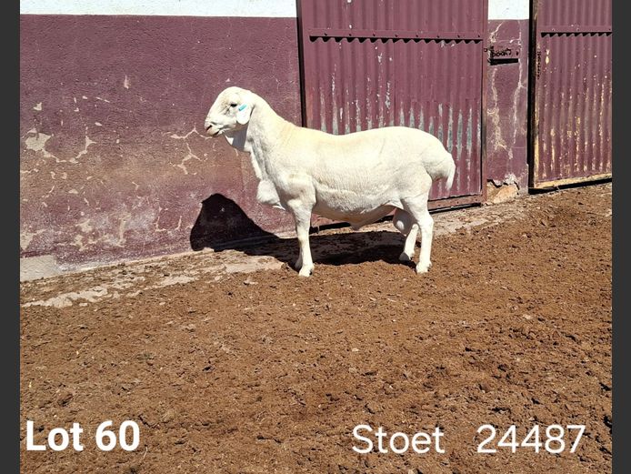 24487 | KASTEEL VAN ROOY RAMME